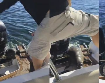 Foca se salvó de ser comida por una orca