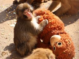 La emotiva historia de Punch, el mono bebé abandonado que se aferra a un peluche