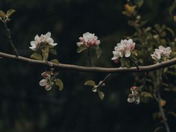 La infusión que combate el insomnio y está lleno de antioxidantes y potasio