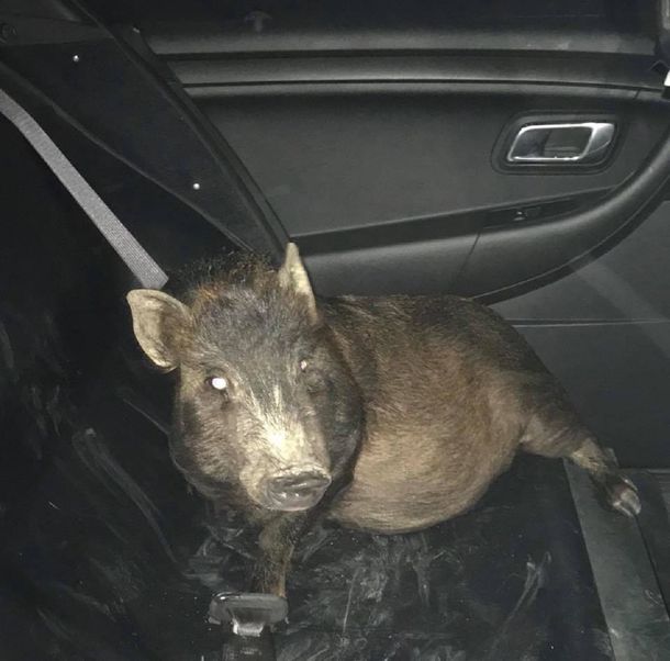 Un chancho lo acosó en la calle