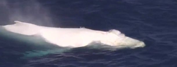 Apareció en Australia una ballena blanca de la especie que inspiró a Moby Dick
