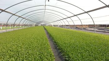 ¿que cigarrillo queres, el barato o el caro?: el mercado ilegal del tabaco ¿que cigarrillo queres, el barato o el caro?: el mercado ilegal del tabaco