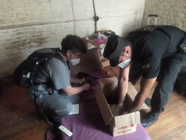 Rescatan a siete cachorritos abandonados sin alimento ni agua en una casa de Barracas
