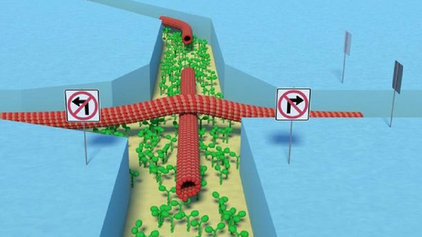 Llegó la biocomputadora