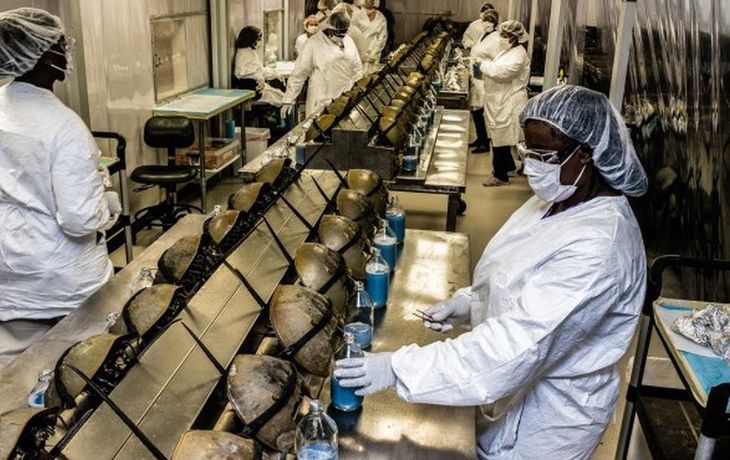 Los cangrejos herradura son explotados desde hace d&eacute;cadas por las farmac&eacute;uticas. Foto: Plosbiology