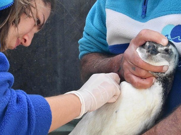 VIDEO: 12 pingüinos regresaron al mar tras ser rehabilitados por desnutrición