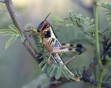 Una plaga de langostas amenaza a la Patagonia