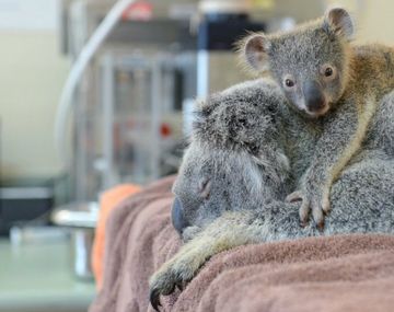 Koala bebé abraza a su mamá