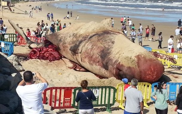 Gentileza diario El Observador.