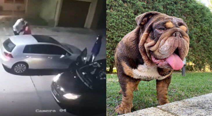 Ituzaingó: le robaron el auto con el perro adentro y ofrecen recompensa para recuperarlo