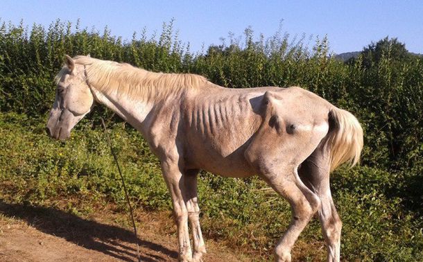 Cómo adoptar un caballo que fue maltratado y lo rescataron