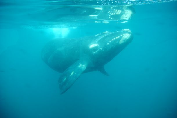 El avistaje se realiza desde Puerto Pirámides