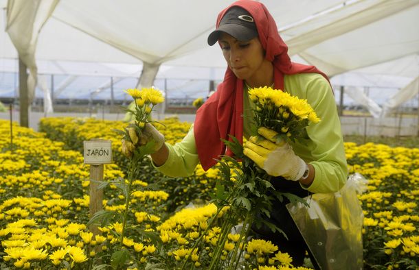 Boom de flores colombianas para San Valentín