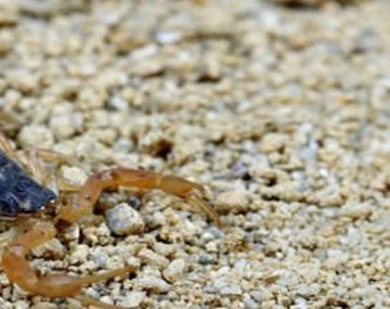 Alerta por una invasión de alacranes