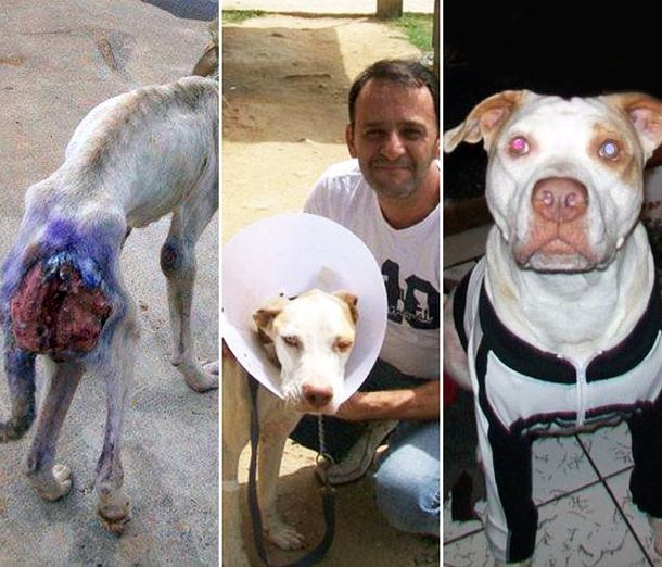 Una historia de amor: rescató a un perro y lo salvó de una muerte segura