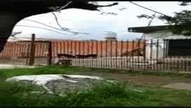 video: desalmado arroja gatitos a rottweilers para que los destrocen video: desalmado arroja gatitos a rottweilers para que los destrocen