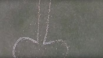 campesino travieso: uso ovejas para dibujar un pene gigante campesino travieso: uso ovejas para dibujar un pene gigante