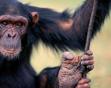 Un mono controla robots a distancia solo con su pensamiento