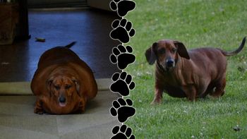 un perro salchicha vencio a la obesidad