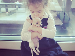 Junior, el nuevo perrito de Wanda y Mauro Icardi Junior, el nuevo perrito de Wanda y Mauro Icardi