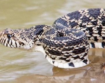 Se escaparon más de 60 víboras venenosas de un serpentario