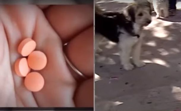 Denuncian un posible intento de intoxicación a los perros que visitan la plaza Almagro