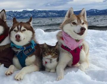 Perros aman a sus dueños 5 veces más que los gatos
