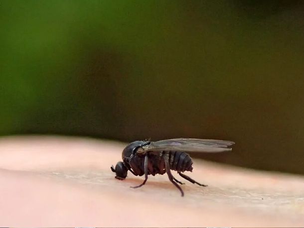 Alerta por una invasión de Barigüí en el AMBA: cómo prevenir la picadura