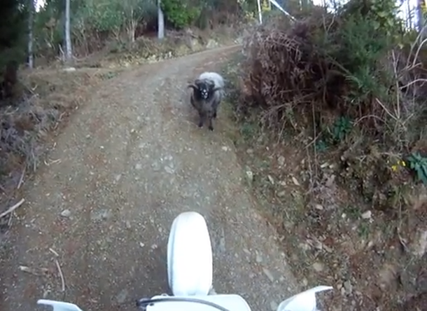 VIDEO: Un carnero enojado ataca a un motociclista