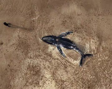 Costa Atlántica: aparecieron dos ballenas muertas y se investigan las causas