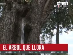 Estupor total en San Isidro por el árbol que llora: la explicación del fenómeno