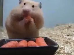 VIDEO: un hamster con un apetito voraz se mete cinco zanahorias en la boca