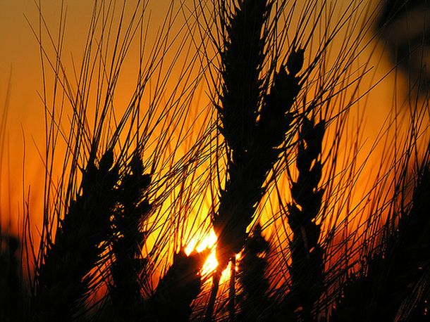 Reunión entre productores y Moreno por la caída de trigo