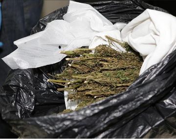 Legalizan en México el consumo de marihuana con fines lúdicos