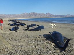 murieron 24 ballenas que quedaron varadas en una playa de mexico murieron 24 ballenas que quedaron varadas en una playa de mexico