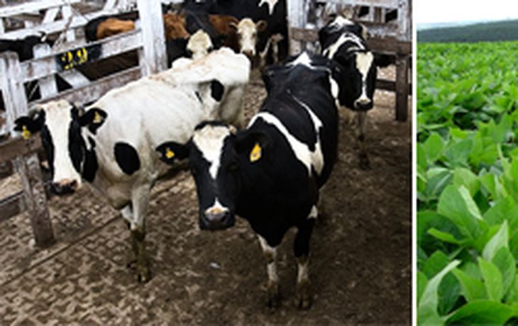 Vacas-vs-soja