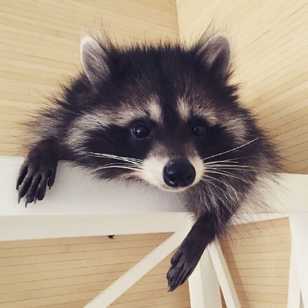 Conocé a Fedor, el mapache que conquistó Internet