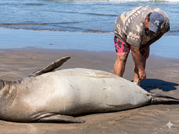 Escándalo en La Lucila del Mar Escándalo en La Lucila del Mar