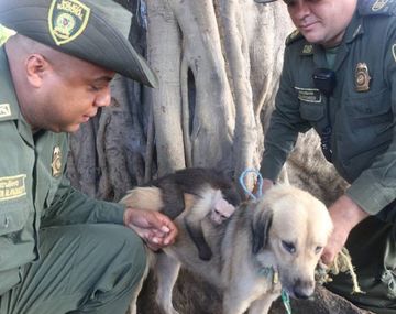 Una perra adoptó un mono