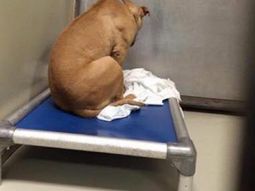 un perro se deprime porque no lo adoptan y ahora solo mira una pared un perro se deprime porque no lo adoptan y ahora solo mira una pared