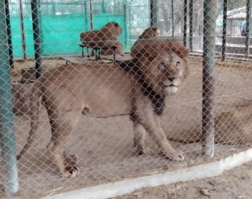 Fotos y videos denuncian maltrato animal en el zoológico de Luján
