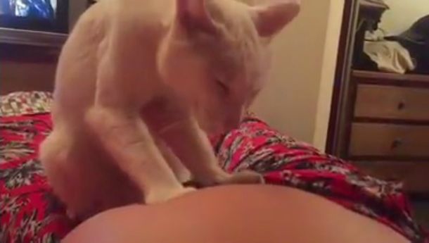 Un gato le hace mimos a la panza de una embarazada y es pura ternura