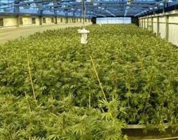 Argentino tenía 130 plantas de marihuana