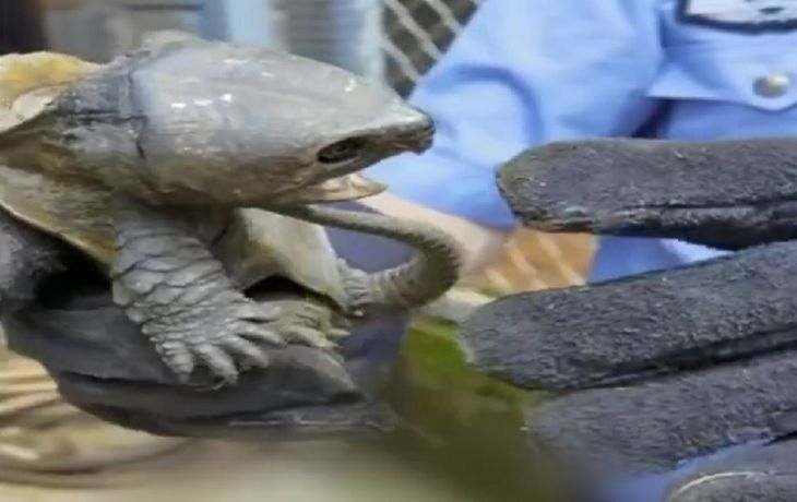 Viral: una tortuga con cola de cocodrilo y pico de águila