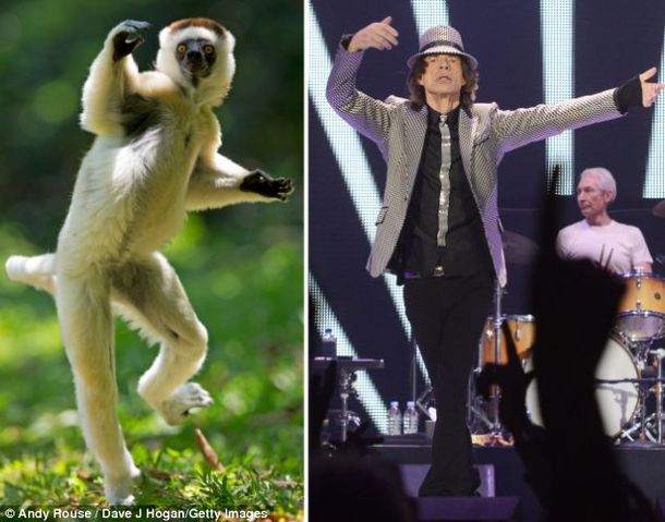 Un animal copió todos los movimientos de Mick Jagger al bailar