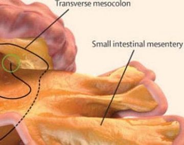 Descubren nuevo órgano