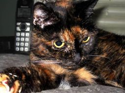 conoce al gato mas viejo del mundo conoce al gato mas viejo del mundo