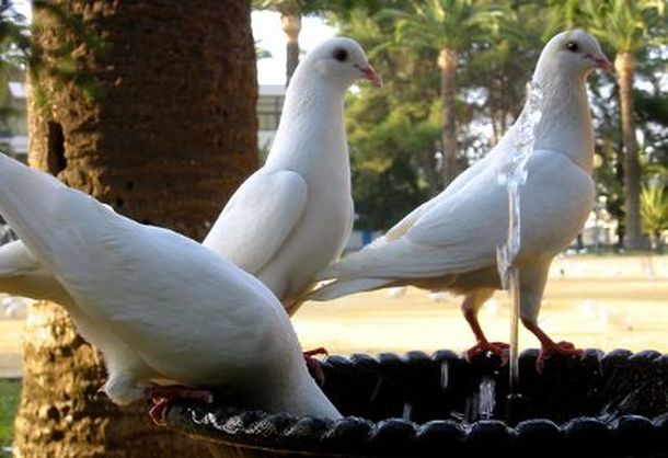 Palomas