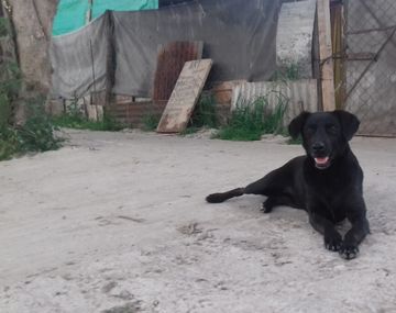 Un perro halló un feto muerto en una plaza y se lo llevó a su dueño