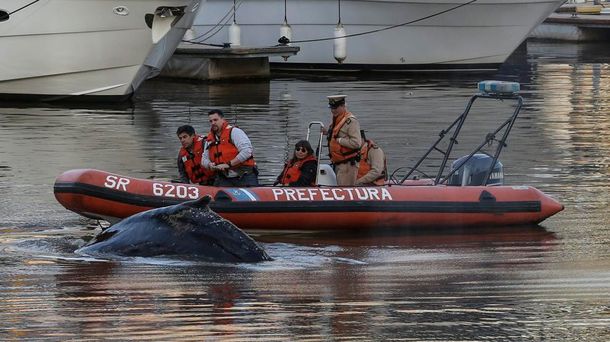 ¿Desapareció la ballena que estaba varada en Puerto Madero?